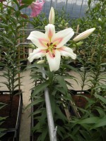 [1756 Bonbini No02.JPG]